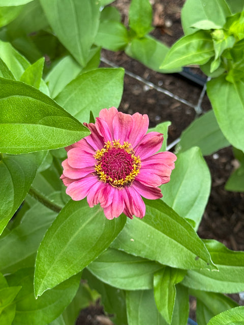 Benary's Giant Mix - Zinnia
