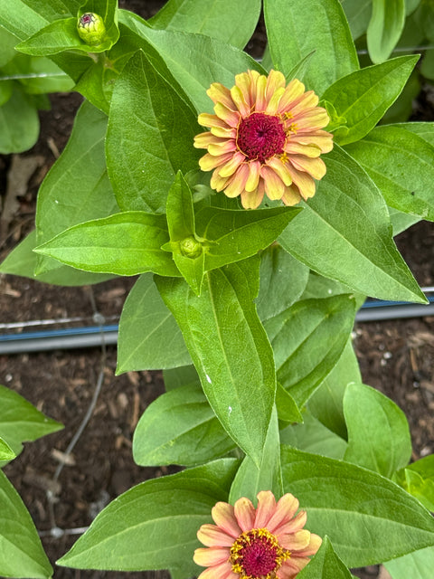 Benary's Giant Mix - Zinnia