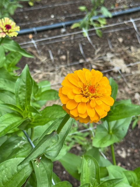 Benary's Giant Mix - Zinnia