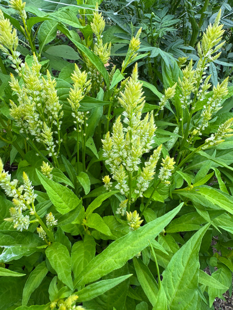 Shimmer (organic) - Celosia