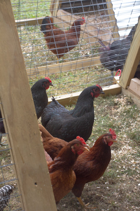 Farm Fresh Eggs