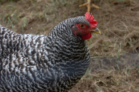 Farm Fresh Eggs