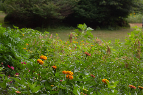 Benary's Giant Mix - Zinnia