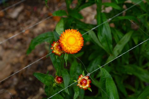 King Size Orange - Strawflower