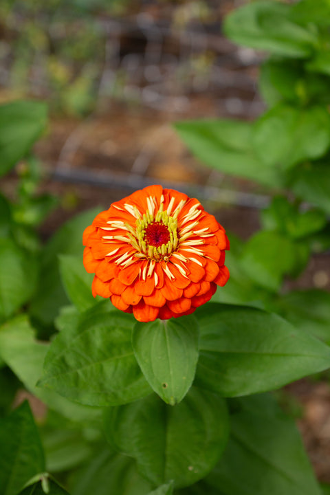 Benary's Giant Mix - Zinnia