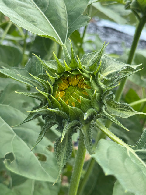 Vincent's Choice F1 - Sunflower, hybrid single stem