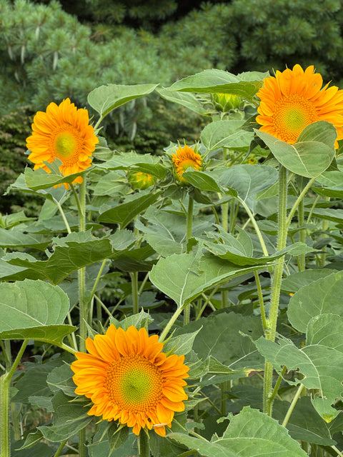 Vincent's Choice F1 - Sunflower, hybrid single stem