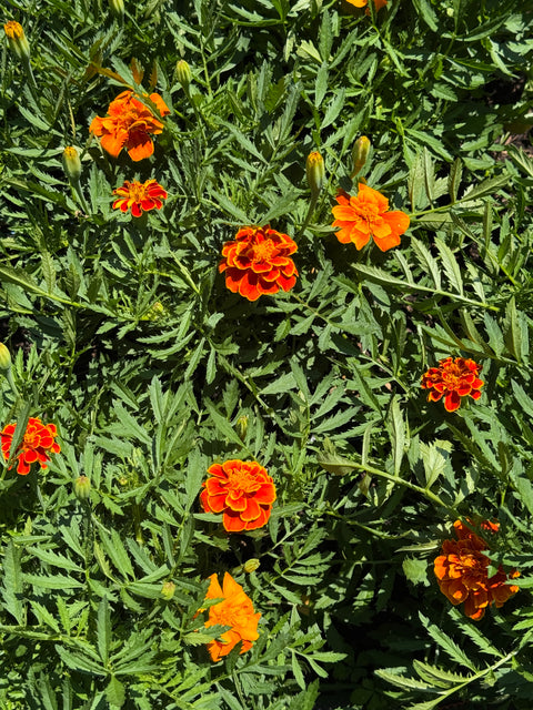 Queen Sophia - Marigold