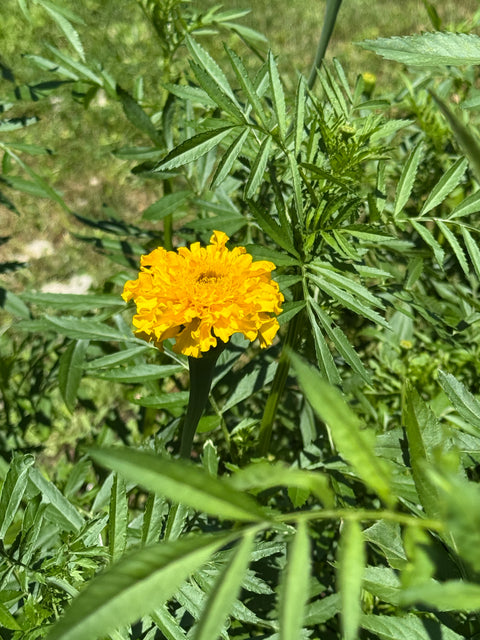 Marigold (Yellow or Orange)