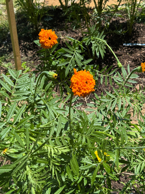 Marigold (Yellow or Orange)