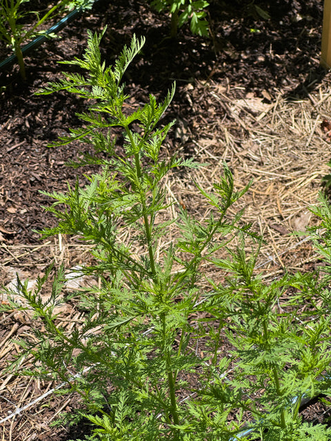 Sweet Annie - Artemisia