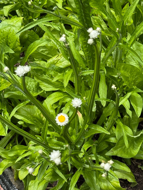 Winged Everlasting - Ammobium