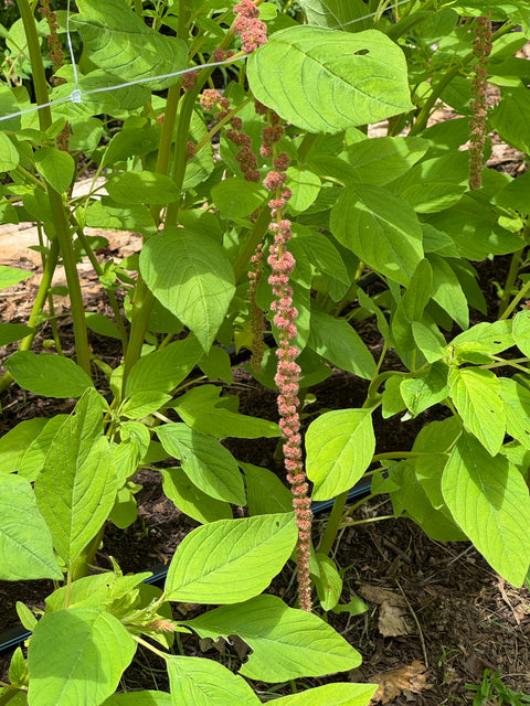 Coral Fountain - Amaranthus