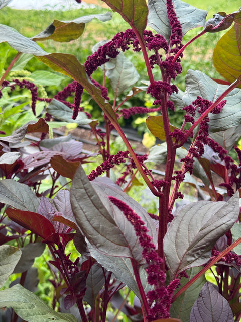 Hopi Red Dye OG - Amaranthus
