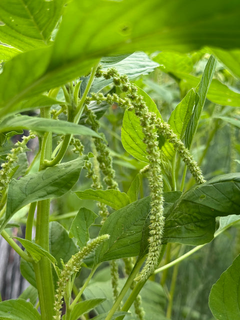 Emerald Tassels - Amaranthus