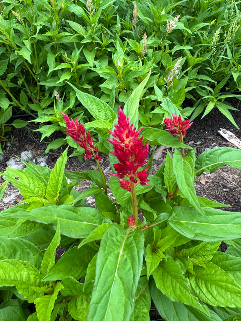 Pampas Plume - Celosia