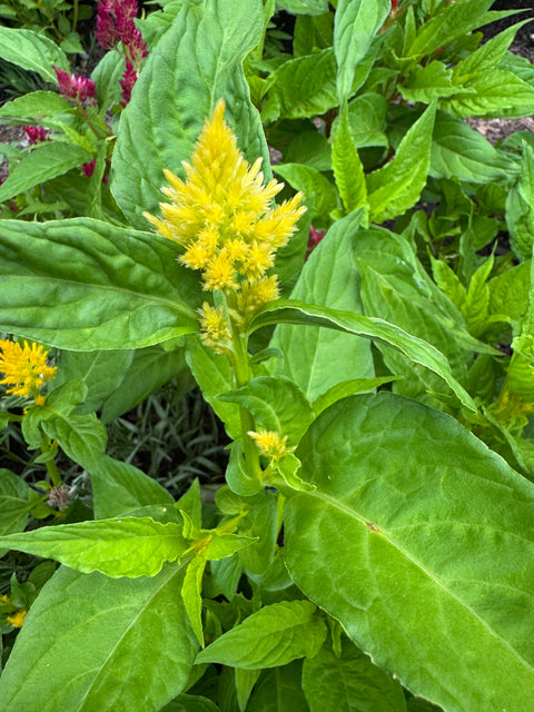 Shimmer (organic) - Celosia