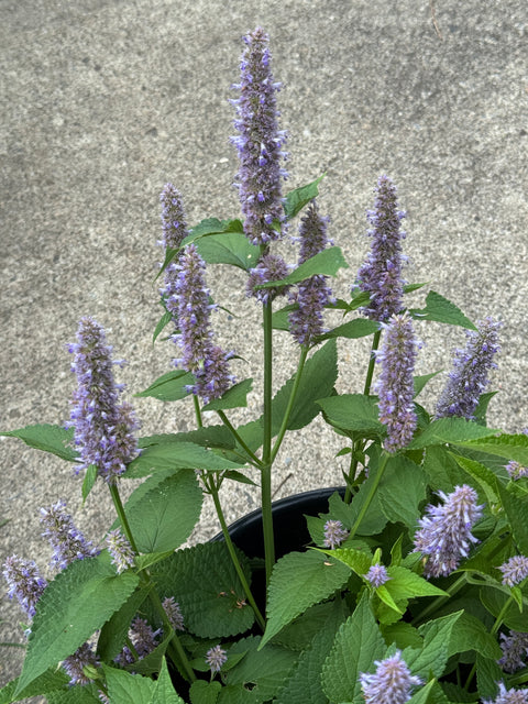 Anise Hyssop