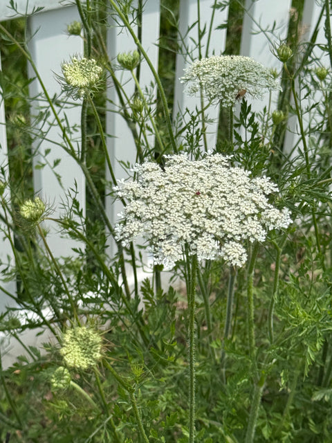 Queen Anne Lace
