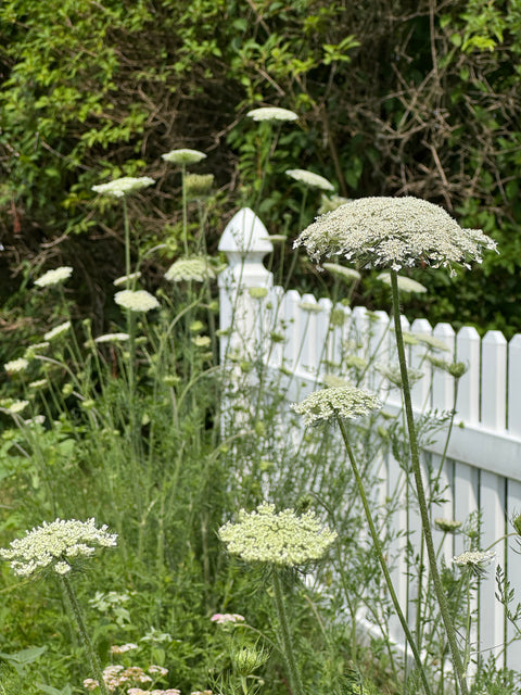 Queen Anne Lace