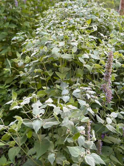 Clustered Mountain Mint