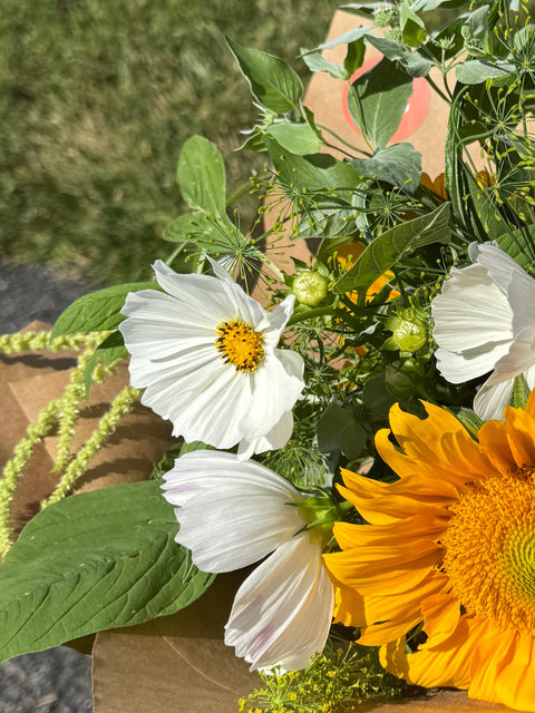 Afternoon White - Cosmos