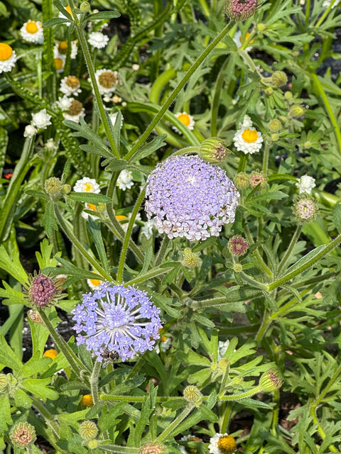 Lacy Lavender Blue - Didiscus