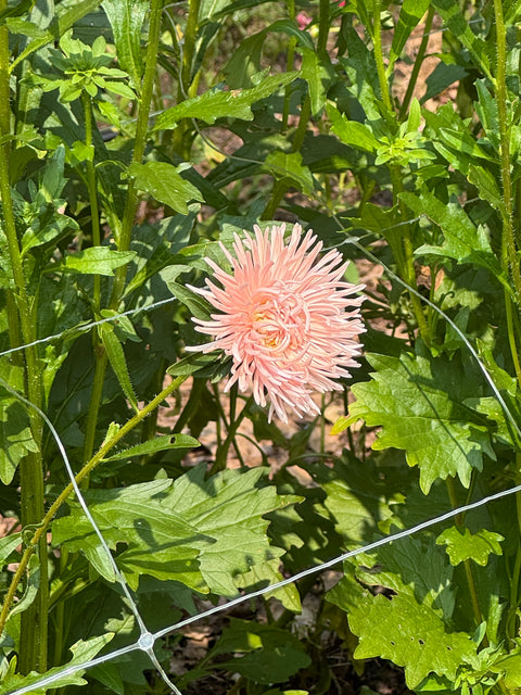 King Size Apricot - China Aster