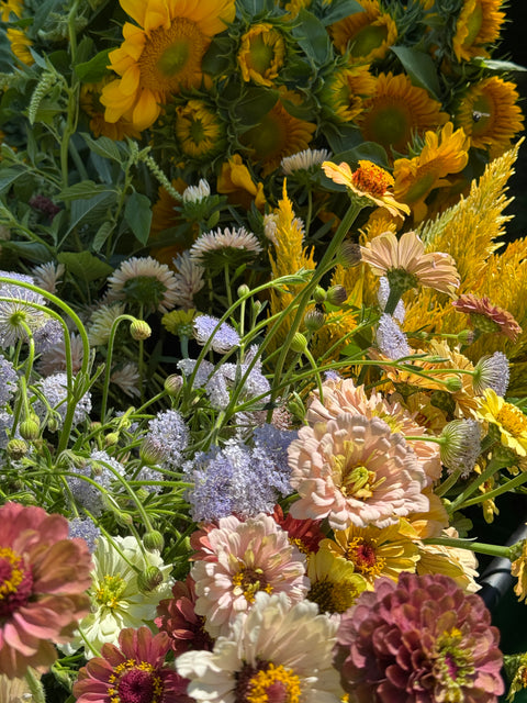Local CSA Pick-Up Earlybird