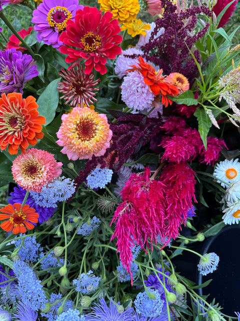 Local CSA Pick-Up Earlybird