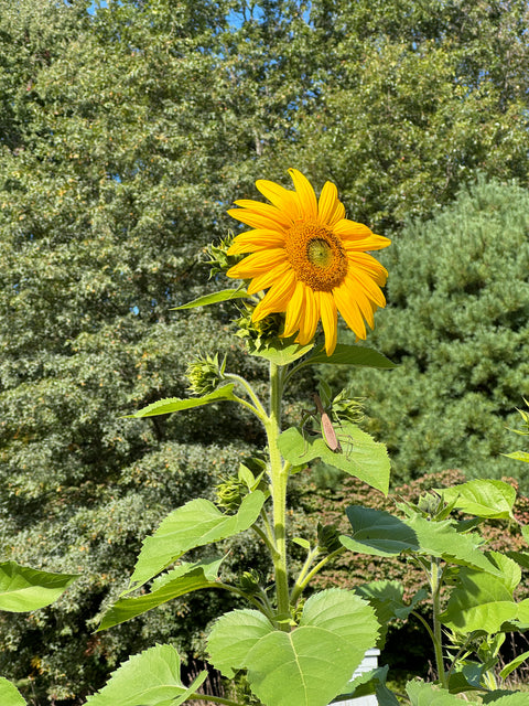 Regenerative practice dedicated to