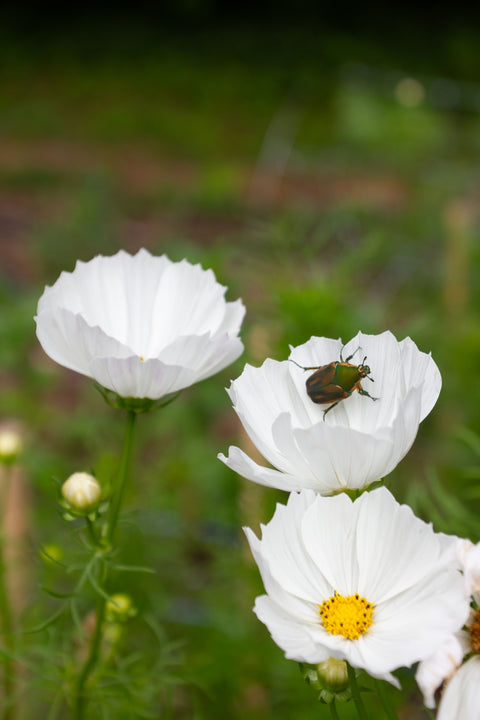 Afternoon White - Cosmos