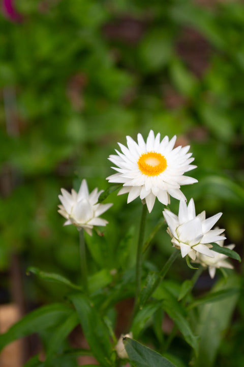Vintage White - Strawflower Seed