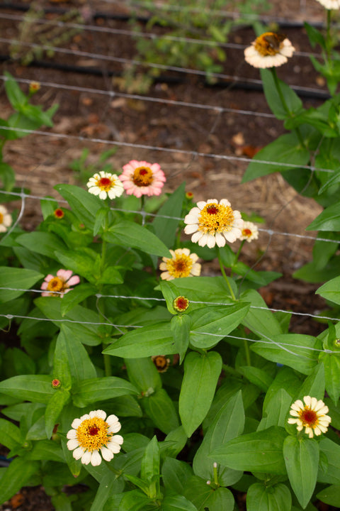 Zinderella Peach - Zinnia