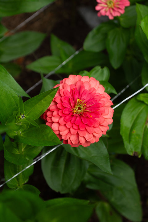 Benary's Giant Mix - Zinnia
