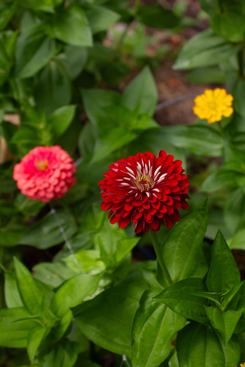 Benary's Giant Mix - Zinnia