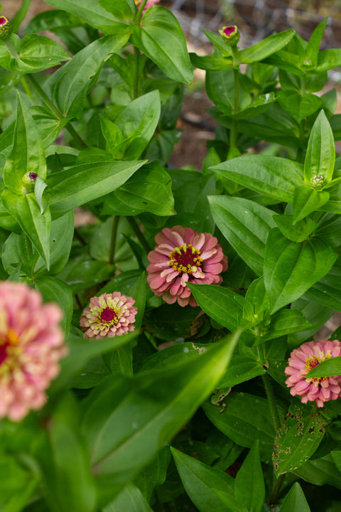 Queeny Red Lime - Zinnia