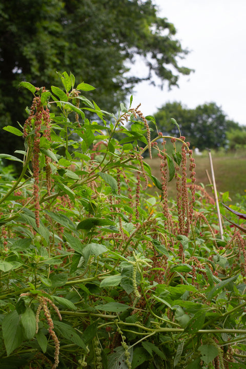 Coral Fountain - Amaranthus