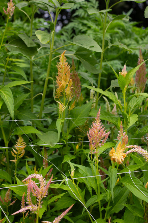Shimmer (organic) - Celosia