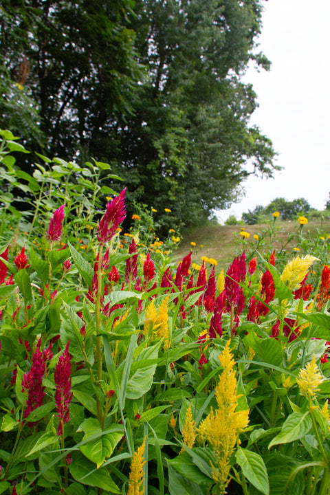 Pampas Plume - Celosia