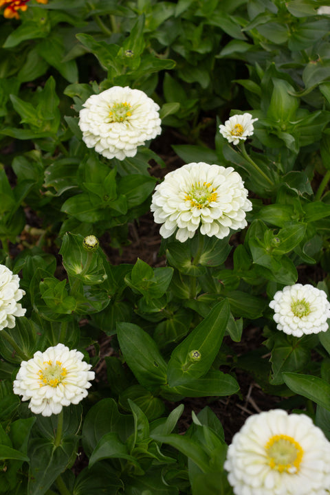 Benary's Giant White - Zinnia