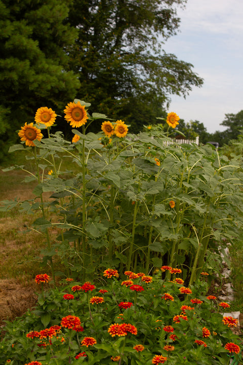 Zowie! Yellow Flame - Zinnia