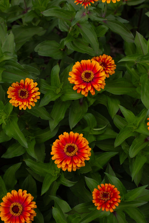 Zowie! Yellow Flame - Zinnia