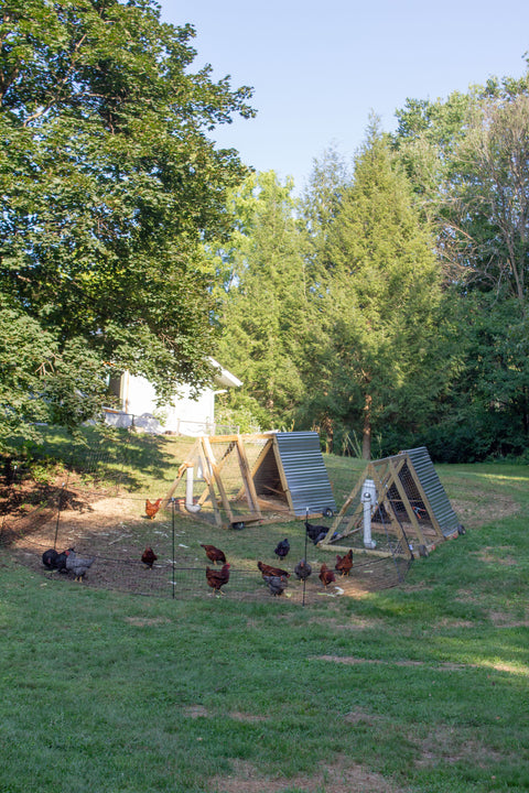 Farm Fresh Eggs